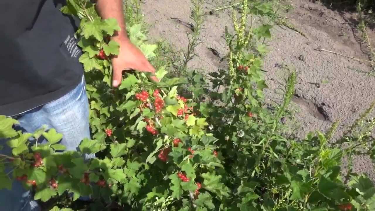 Превью видео