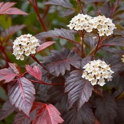 Бордовый в Светлогорске