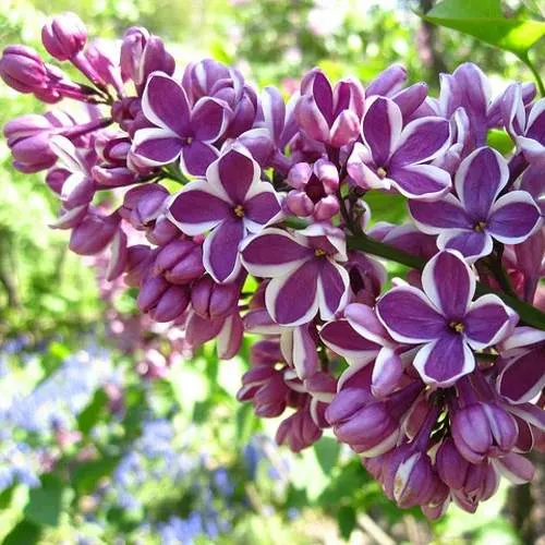 Сирень СЕНСАЦИЯ (привитая) в Светлогорске