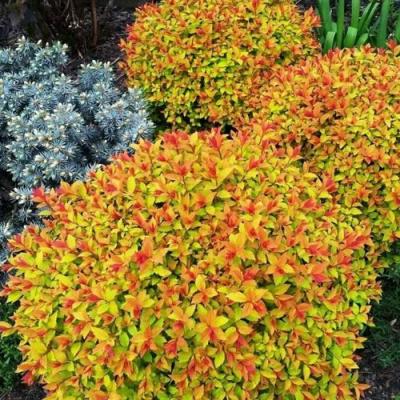 Низкорослая в Светлогорске