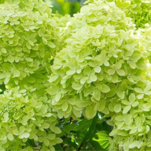 саженцы гортензии литл лайт