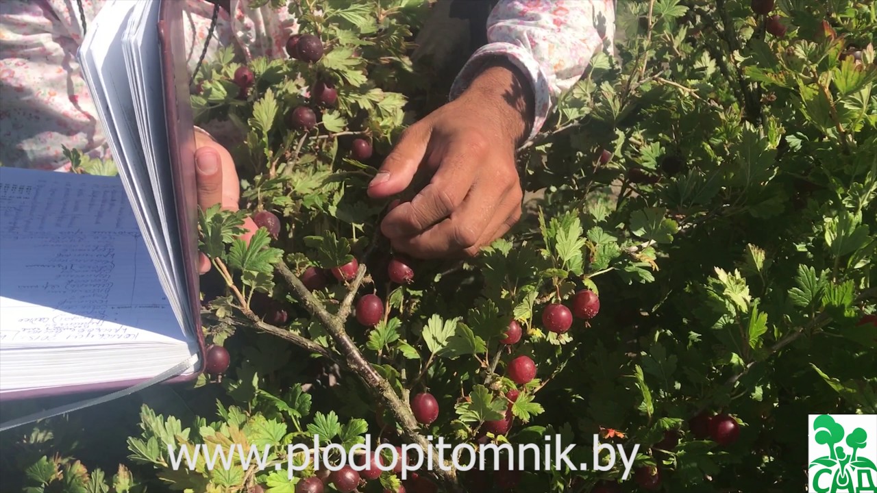 Превью видео