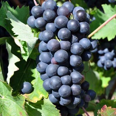 Круглый в Светлогорске