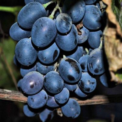 Синий в Светлогорске