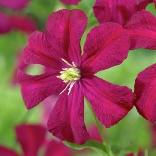 Клематис МАДАМ ДЖУЛИЯ КОРРЕВОН в Светлогорске