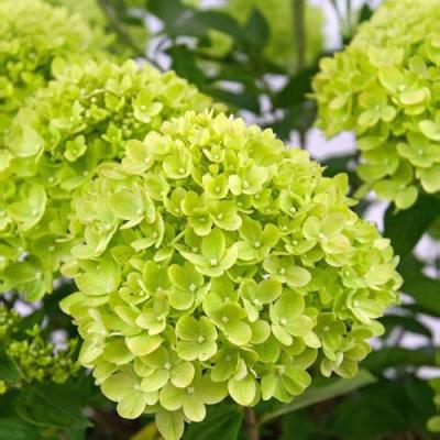 Зеленая в Светлогорске