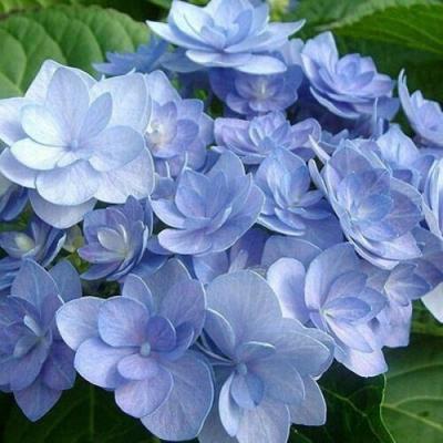 Голубая в Светлогорске