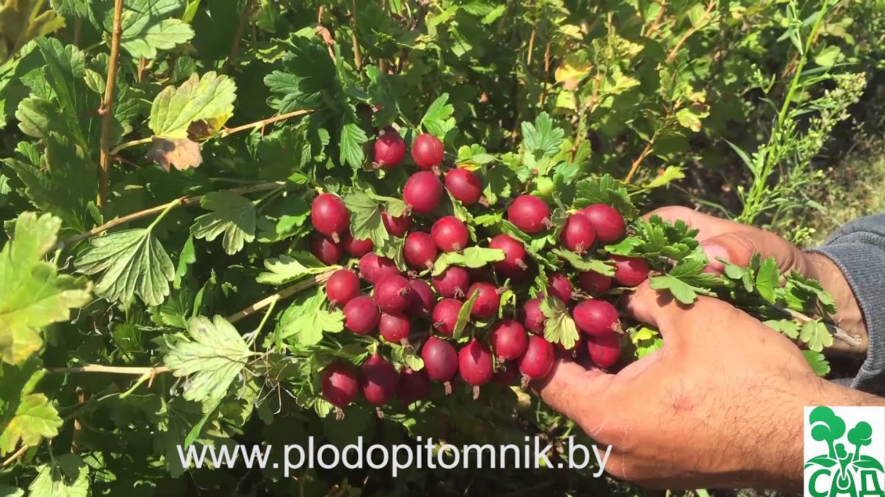 Превью видео