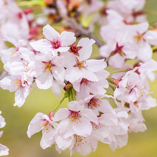 Сакура КОЙО НО МАЙ в Светлогорске