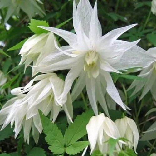 Княжик АЛЬБИНА ПЛЕНА белый махровый в Светлогорске