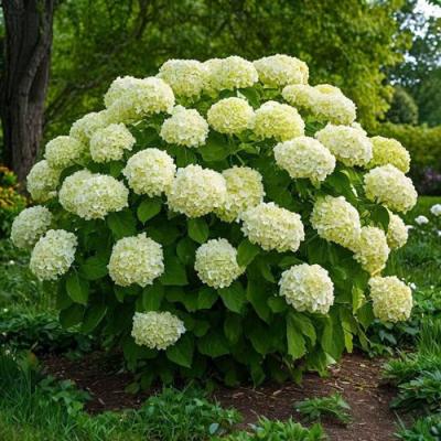 Большие (высокие) в Светлогорске