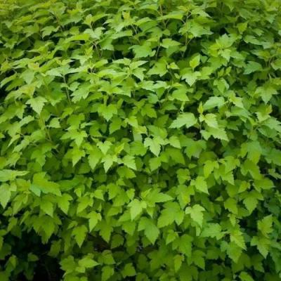 Зеленый в Светлогорске