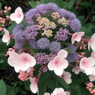 Шершавая в Светлогорске