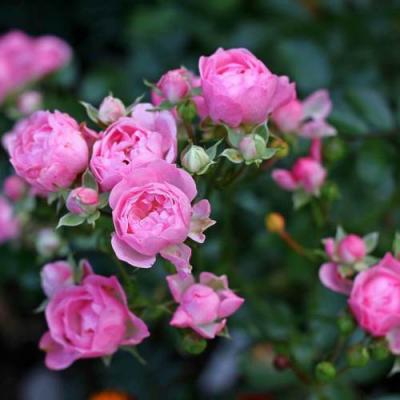 Роза полиантовая в Светлогорске