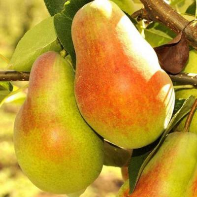 Красавица в Светлогорске