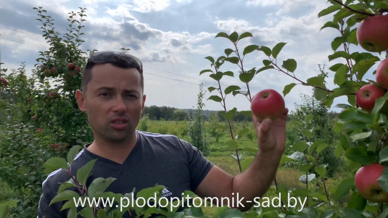 Превью видео