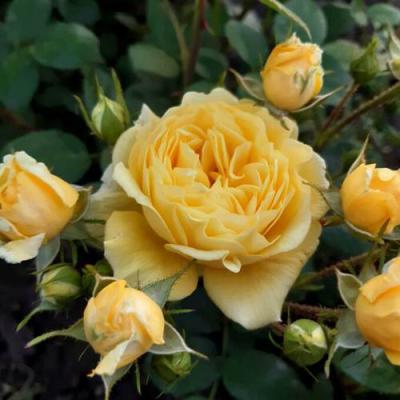 Роза флорибунда в Светлогорске