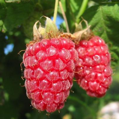 Крупная в Светлогорске