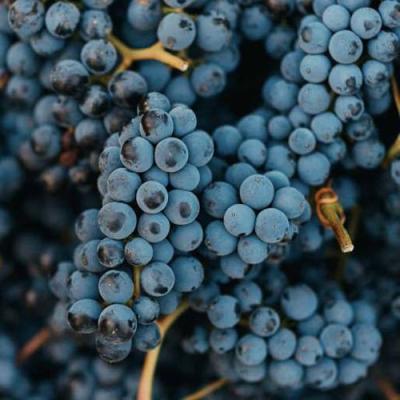 Технический в Светлогорске