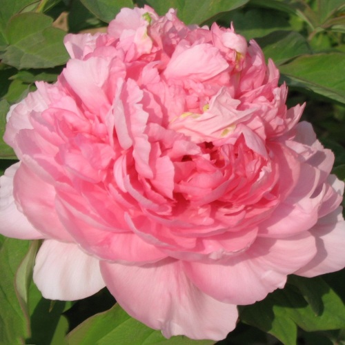 Пион ИМПЕРАТОРСКАЯ НАЛОЖНИЦА древовидный в Светлогорске