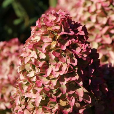 Мэджикал в Светлогорске