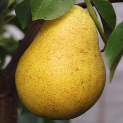 Крупная в Светлогорске