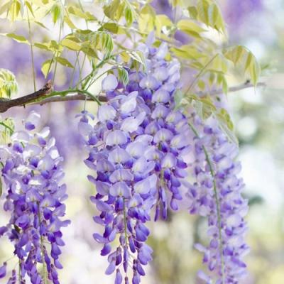 Глициния в Светлогорске