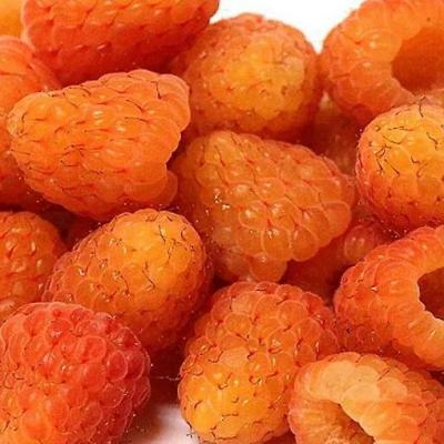 Оранжевая в Светлогорске