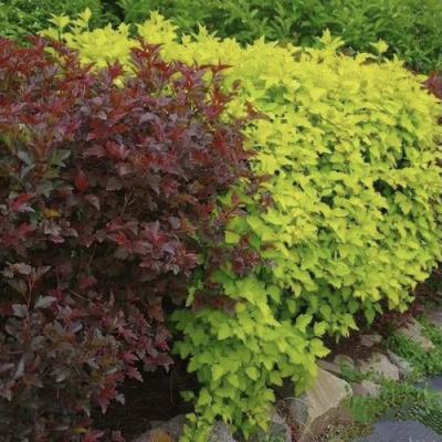 Калинолистный в Светлогорске