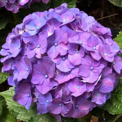 Фиолетовая в Светлогорске