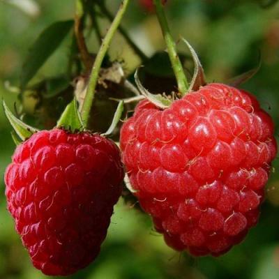 Кустовая в Светлогорске