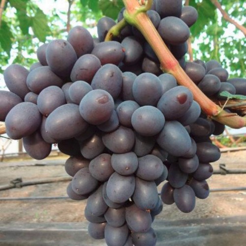 Виноград ПОДАРОК НЕСВЯТАЯ в Светлогорске