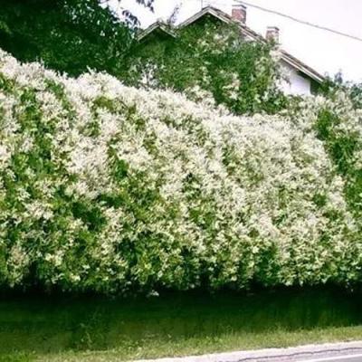 Фаллопия в Светлогорске