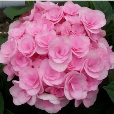 Махровая в Светлогорске