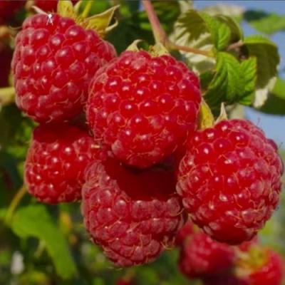 Ранняя в Светлогорске