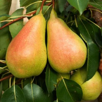 Сладкая в Светлогорске