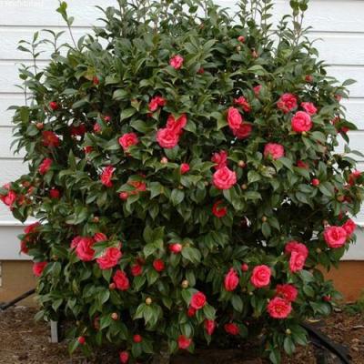 Камелия в Светлогорске