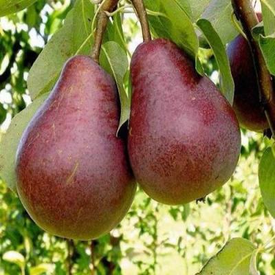 Красная в Светлогорске