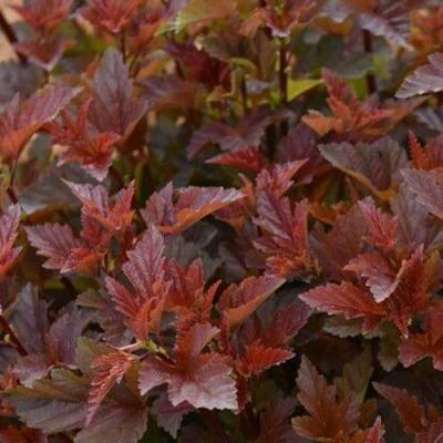 Красный в Светлогорске