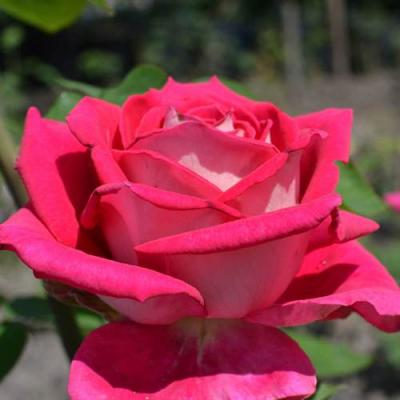 Чайно-гибридная роза в Светлогорске
