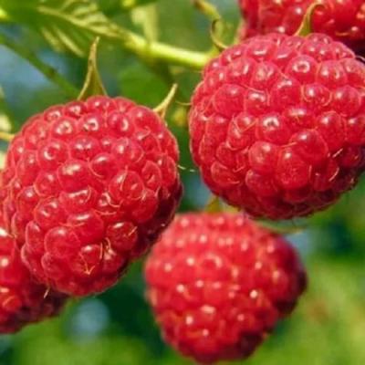 Поздняя в Светлогорске