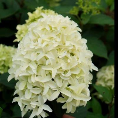 Средние в Светлогорске