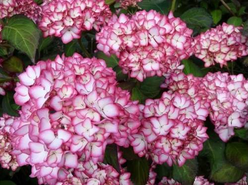 Ремонтантная гортензия.jpg
