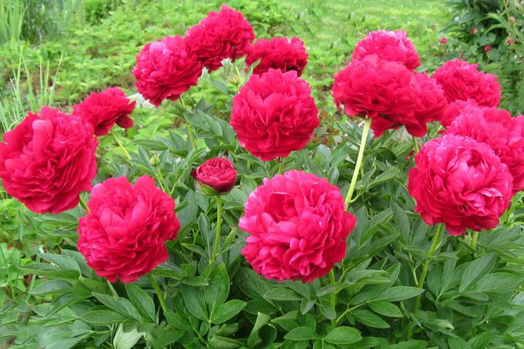 Травянистые пионы.jpg