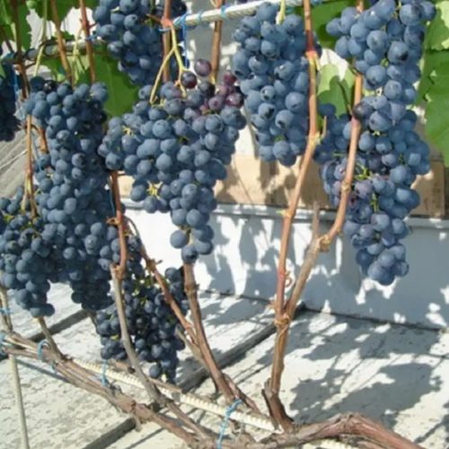 виноград анат донской.jpg