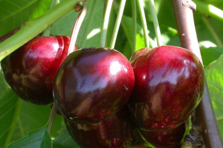 черешня крупная.jpg