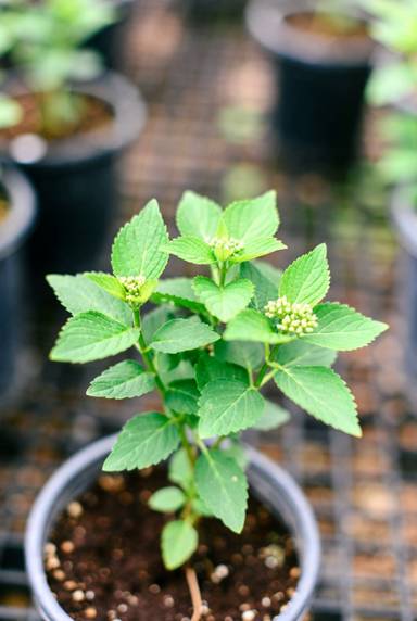 саженцы высокой гортензии.jpg