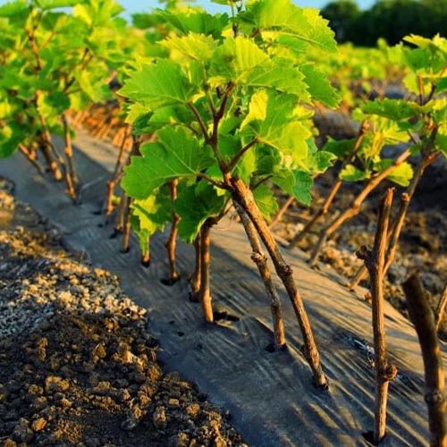 саженцы винограда .jpg