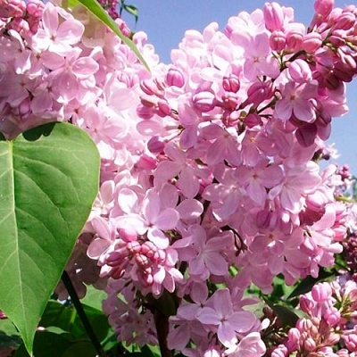 Сирень АДЕЛИНА в Светлогорске