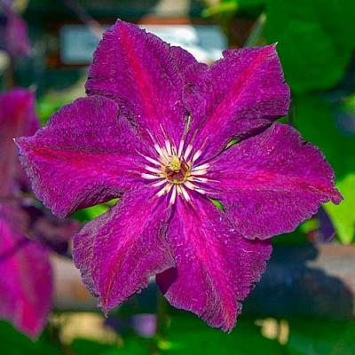 Клематис ГРЮНВАЛЬД в Светлогорске